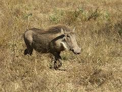 090517_Pilanesberg 047